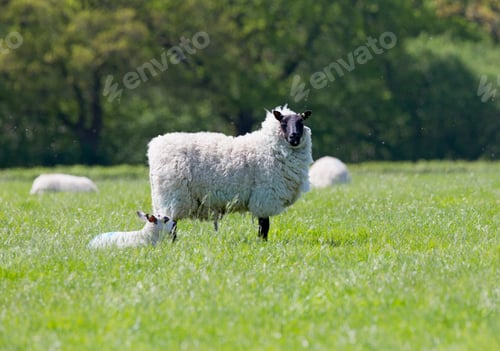 Preview: Portrait Of A Sheep And Lamb In A Sunny Green Field On A Sunny Spring Day