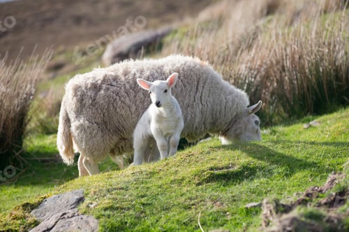 Preview: Sheep And A Lamb Grazing On Moorland