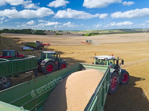 Preview: Tractors With Trailers Collecting Wheat From Harvested Field