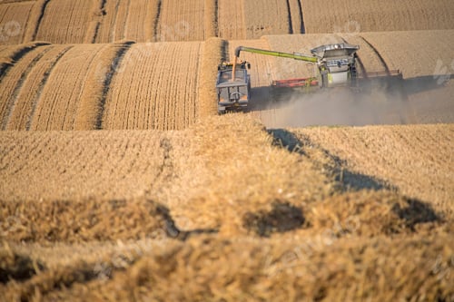 Preview: Harvest View Of Combine Harvester Cutting Summer Wheat Field Crop And Tractor Trailer On Farm