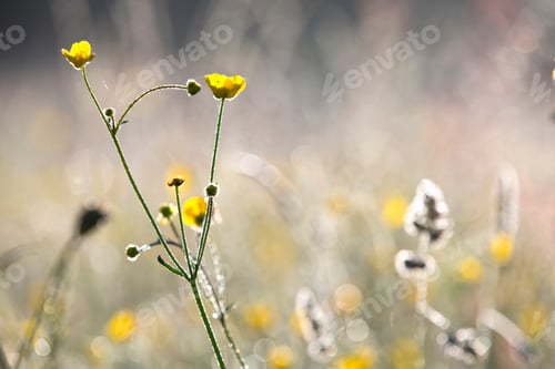 Preview: Close Up Of Yellow Buttercup Wildflowers