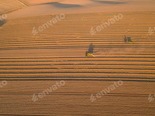 Preview: Harvest Aerial Overhead Of Combine Harvester Cutting Summer Wheat Field Crop In Sunset Landscape