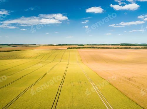 Preview: Aerial View Of Ripening Wheat Crop Fields On Farm Under Blue Sky And White Clouds On Farm