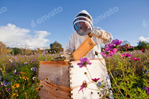 Preview: Beekeeper Checking Honey On The Beehive Frame In The Field Full Of Flowers