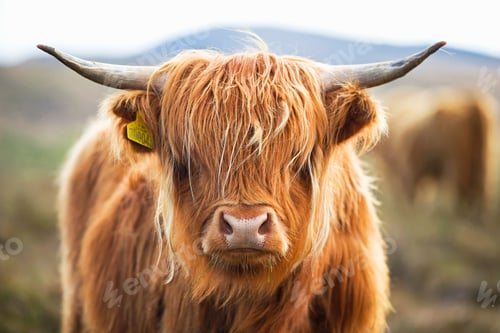 Preview: Close Up Of A Highland Cow On The Scottish Moor