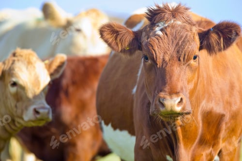 Preview: Devon Cow Amongst Herd In Rural Field
