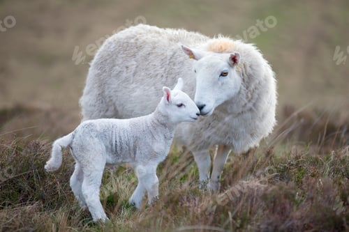 Preview: Sheep And A Lamb On Moorland