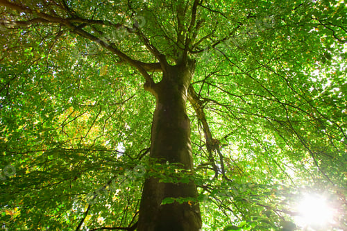Preview: Low Angle View Of Sun Through Leaves