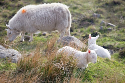 Preview: Sheep And Lambs Grazing On Moorland