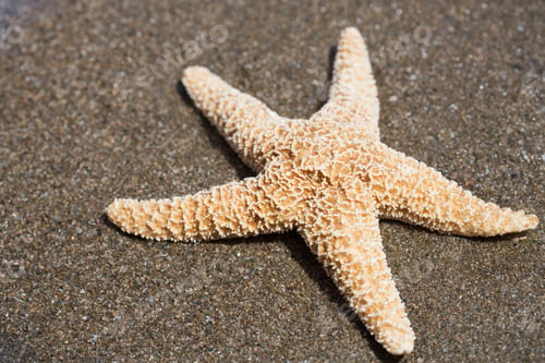Preview: A Starfish On A Sandy Beach