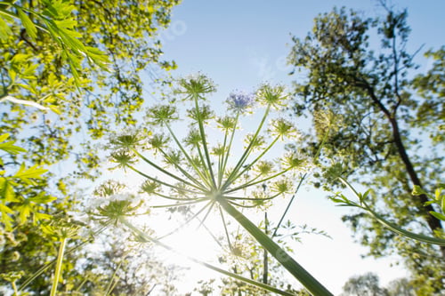 Preview: Cow Parsley Growing Below Green Trees Against The Sunny Blue Sky