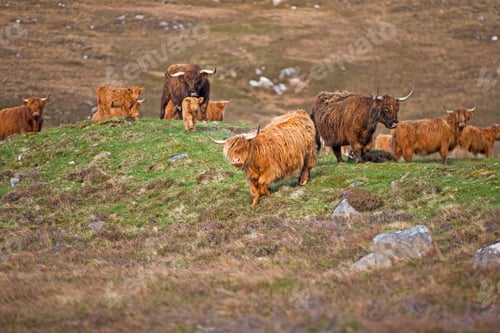 Preview: Wide Shot Of Highland Cattles Grazing On The Moor