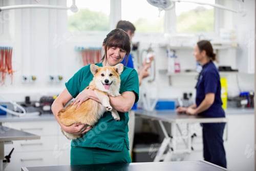 Preview: Nurse Holding Pet Dog In Examination Room Of Vet Surgery