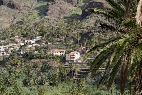Preview: Mountainside Village With Palm Trees, La Gomera, Canary Islands