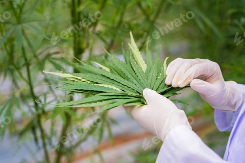 Preview: Researchers Are Currently Collecting Cannabis Statistics.