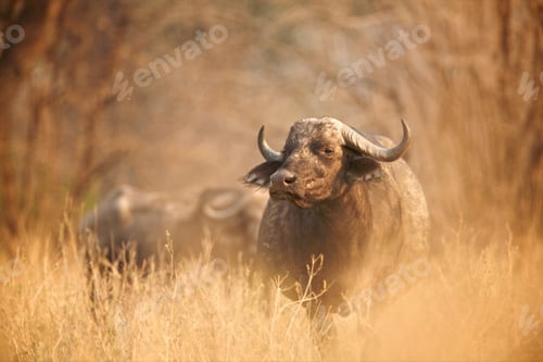 Preview: African Buffalo - Syncerus Caffer - Early Morning Light