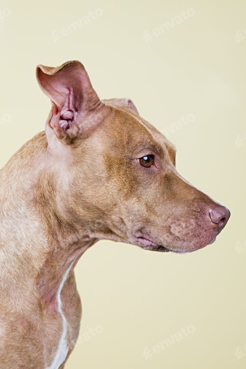 Preview: Profile Of A Dog