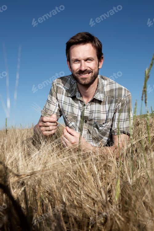 Preview: Man Examining Wheat In Field