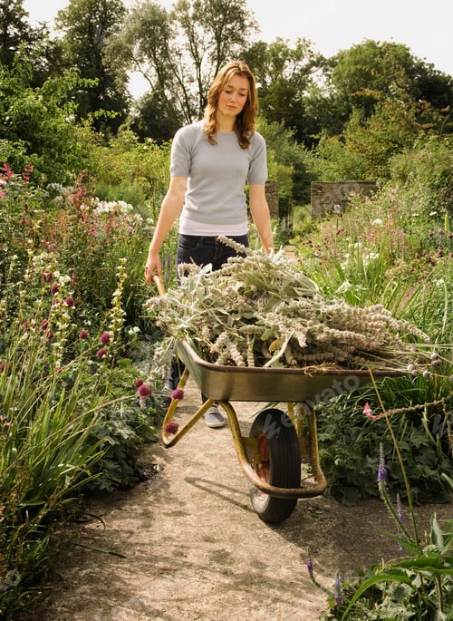 Preview: A Female Wheeling A Barrow