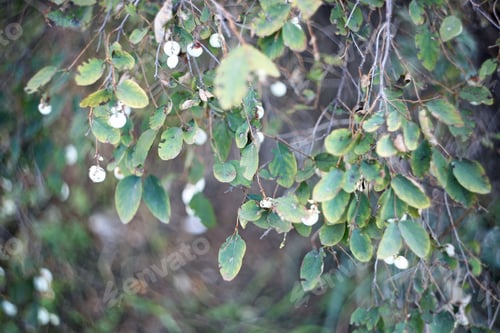Preview: Ill Green Autumn Leaves Close Up