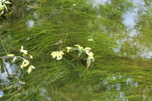 Preview: Blurred River Vegetation