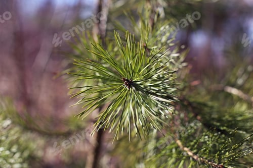 Preview: Fir Tree Close Up