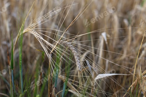 Preview: Dry Wheat Close Up