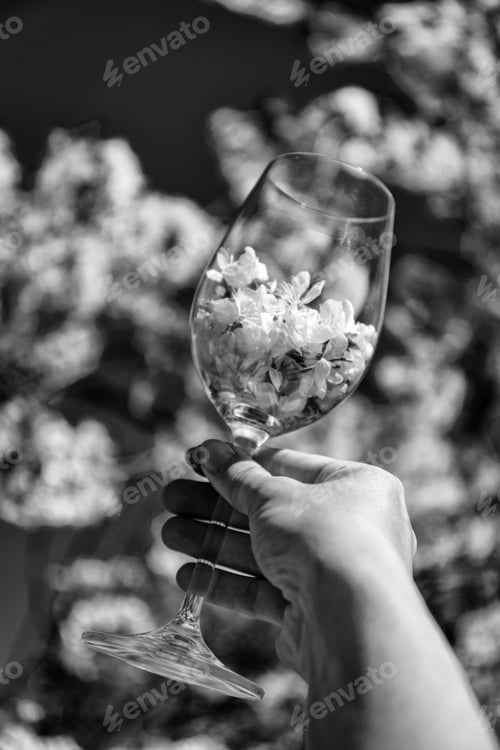 Preview: Close Up Soft Blurred Background Of Woman Hand Holding A Glass Full Of Cherry Blossom Flower Or