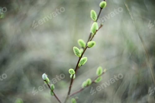 Preview: Pussy Willow Closed Up