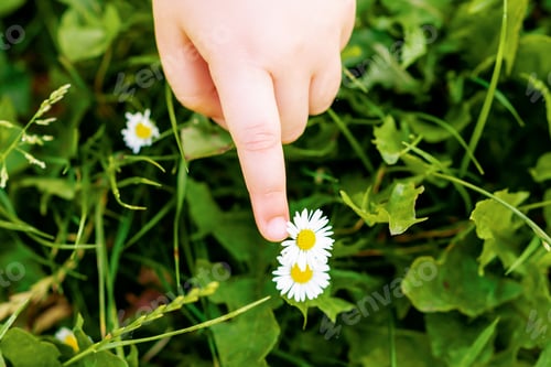 Preview: Top View Of Child'S Hand Touching The Daisy Or Chamomile Flower In A Grass.
