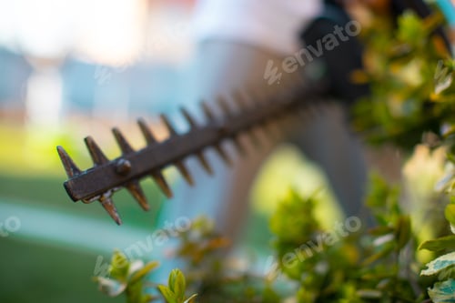 Preview: Cutting A Hedge With Electrical Hedge Trimmer. Selective Focus. Gardener Is Trimming The Hedge Or