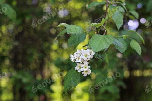 Preview: White Flowers On Tree Branches Close Up