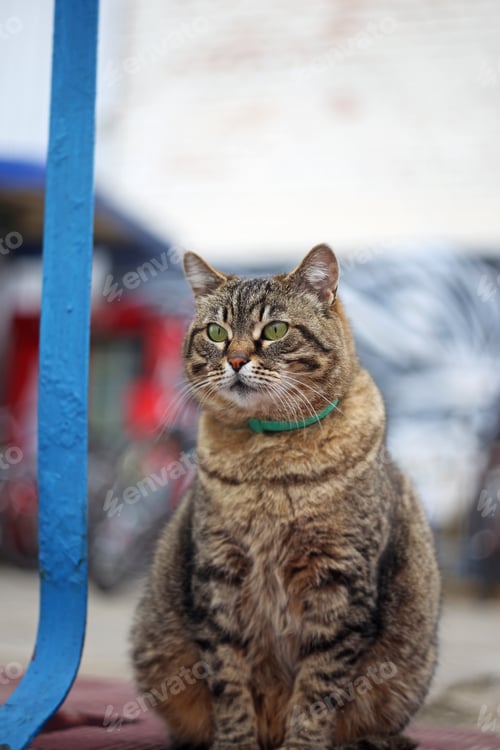 Preview: Chubby Cat Sitting On The Street