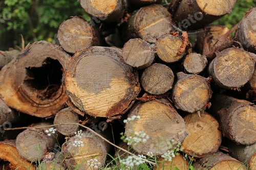 Preview: Wood Log Close Up