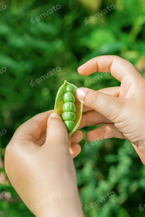Preview: Open Pod Of Pea In Hands Of A Child In The Garden In Summer.