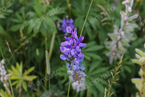 Preview: Indigo Flower Close Up