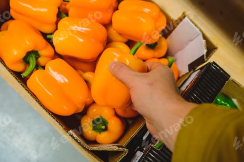 Preview: First Person View Man Take Salad Pepper On The Market