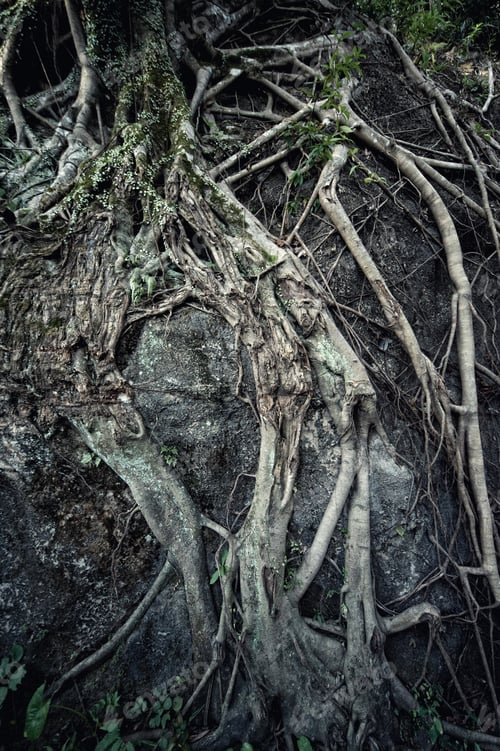 Preview: Ancient Root