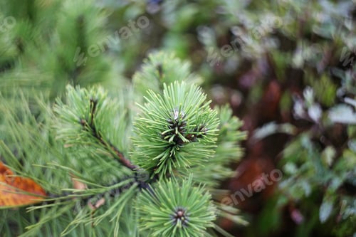 Preview: Spruce Leaves Close Up