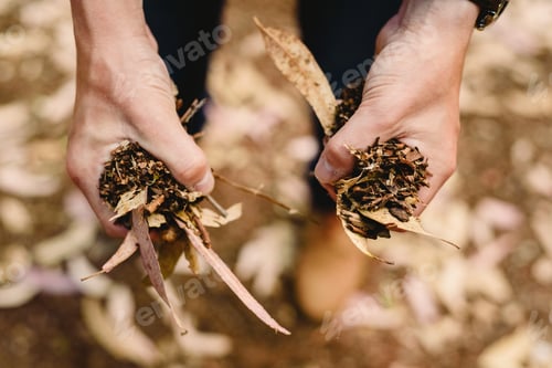 Preview: Hands With A Handful Of Dried Leaves And Forest Flowers