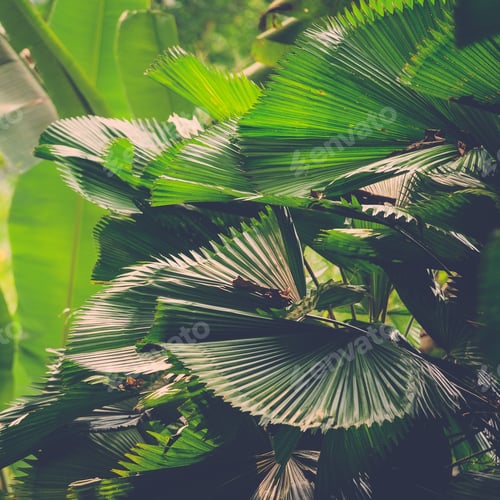 Preview: Lush Green Leaves In Tropical Jungle