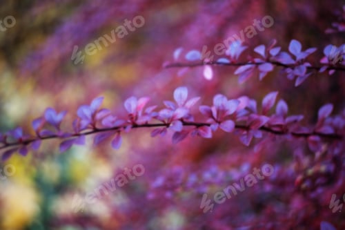 Preview: Purple Blurred Foliage Background