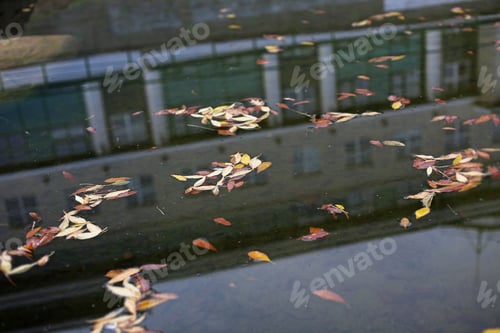 Preview: Multiple Autumn Leaves Close Up On The Water Surface