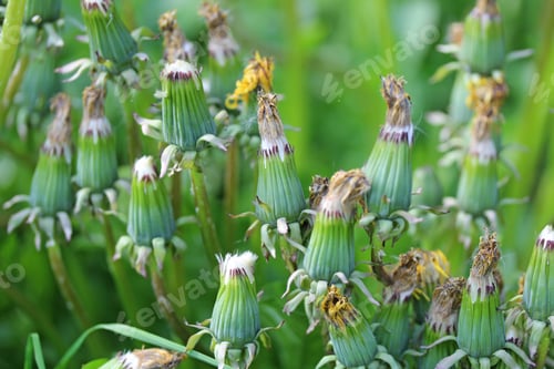 Preview: Closed Up Multiple Dandelion Macro Background