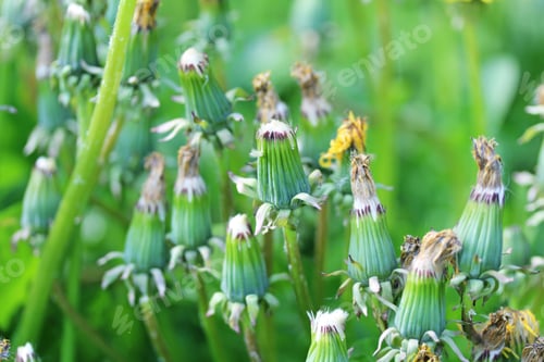 Preview: Closed Multiple Dandelion Macro Background