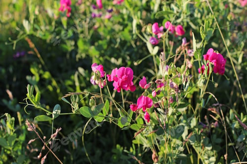Preview: Pink Meadow Flowers Close Up