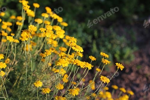 Preview: Yellow Meadow Flowers Close Up