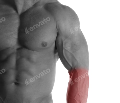 Preview: Muscular Male Torso Of Bodybuilder On White Background