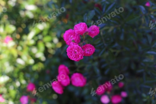 Preview: Tiny Pink Roses Close Up