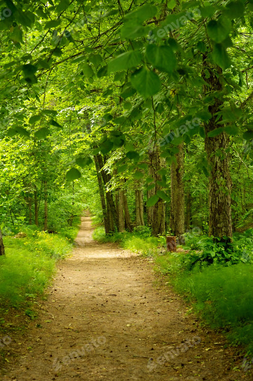 Preview: Beautiful Path In Forest